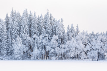 Winter forest with snow and frost in the trees