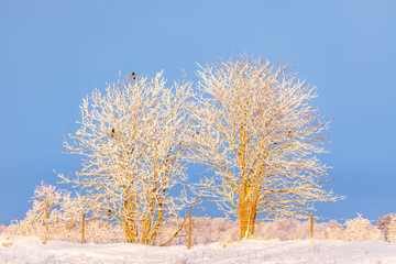 Frosty trees with crows in a winter landscape