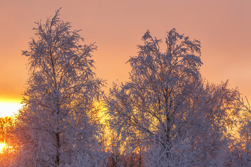 Fototapeta premium Tree with hoarfrost at a sunset with a colorful sky