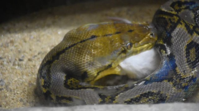 Reticulated python at Dusit Zoo or Khao Din Wana park in Bangkok, Thailand for Thai people and foreigner travelers walking visit and travel looking