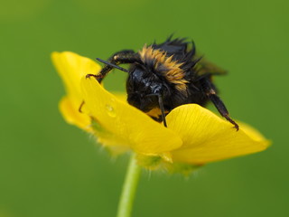 Hummel - Vom Regen geduscht