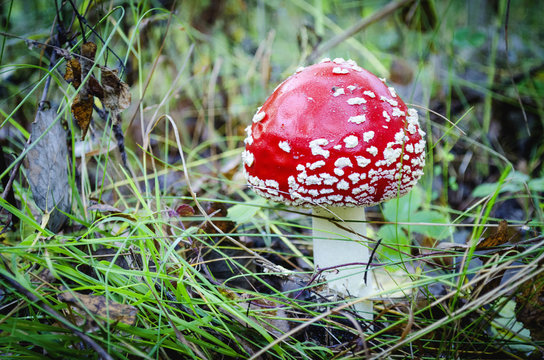 inedible and poisonous mushroom mushroom