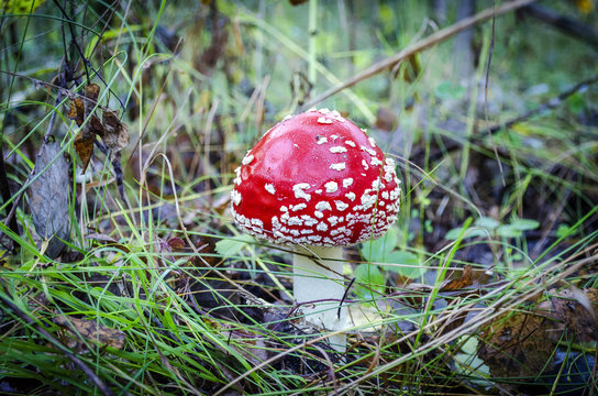 inedible and poisonous mushroom mushroom