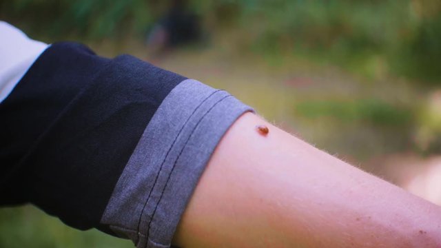 Ladybird on the woman arm in the forest