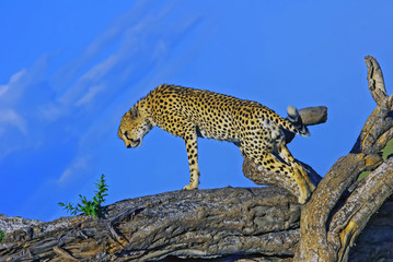 Male Cheetah climbing tree, Masai mara