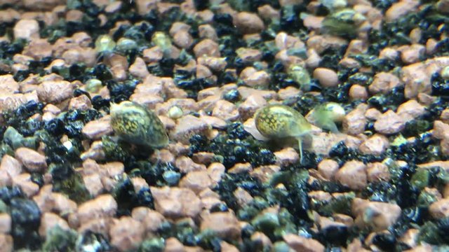 Blasenschnecken im Aquarium