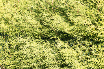Background with green hedge