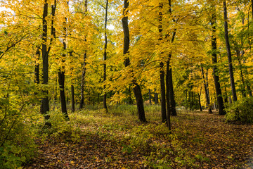 Autumn trees in the park