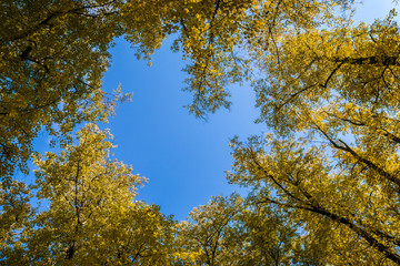 Fototapeta premium Autumn trees in the park against the blue sky