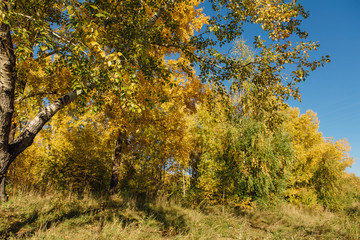 Fototapeta na wymiar Colorful autumn forest on september sunny day