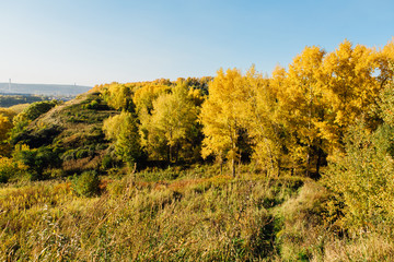 Colorful autumn forest on september sunny day