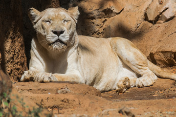 White lion female (panthera leo) resting with sunlight on sand surface with rocks background