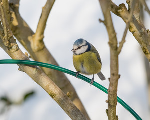 Blue Tit in the Winter
