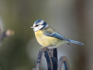 Fototapeta premium Blue Tit in the Winter