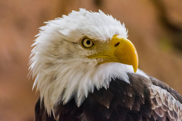 bald eagle head portrait(Haliaeetus leucocephalus) with rocks background