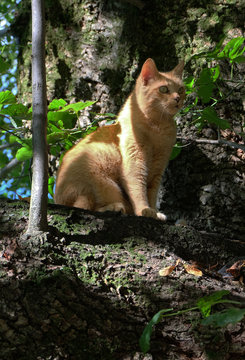 Katze im Baum . Cat in the tree