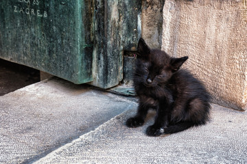 Sleepy cat in Kotor - obrazy, fototapety, plakaty