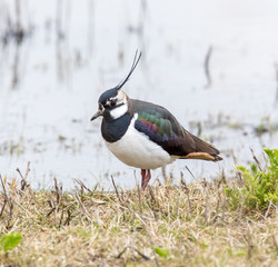Lapwing