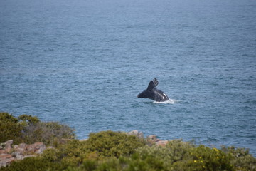 Southern Right Whale, Hermanus, South Africa