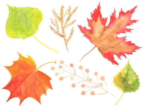 Watercolor illustration autumn yellow green red maple birch  leafs set elements on a white background 