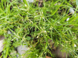 Corn spurry or esparcilla