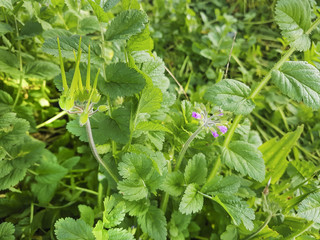 Musk stork's-bill, whitestem filaree or almizclera