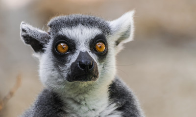 Obraz premium ring-tailed lemur head portrait (Lemur catta) with amazement look