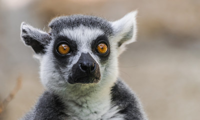  ring-tailed lemur head portrait  (Lemur catta) with  amazement look