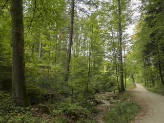 Fototapeta na wymiar De Reigoldswil au volgelberg. Le sentier à l'ombre bordé de hauts pins et de hêtres.