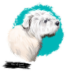 Glen of Imaal Terrier dog breed digital art illustration isolated on white. Popular puppy portrait with text. Cute pet hand drawn portrait. Graphic clip art design.