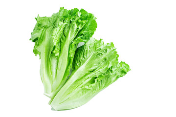 a lettuce on a white background