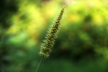 Setaria Faberi - Asian Grasss