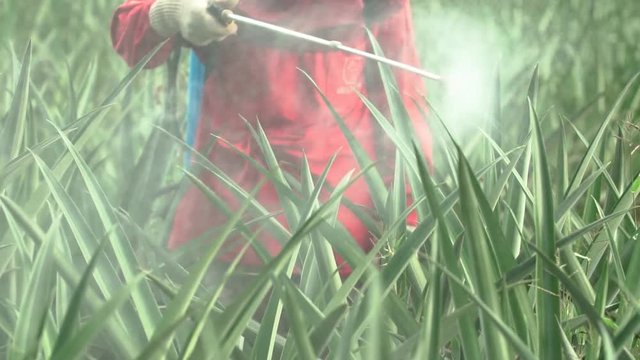 Fertilizer Spraying on Pineapple Farm in Thailand