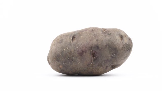 One big violet potato. Rotating on the turntable isolated on the white background. Close up. Macro.