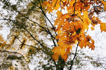 Yellow large leaves of autumn maple, the old church is blurred against the background of the leaves