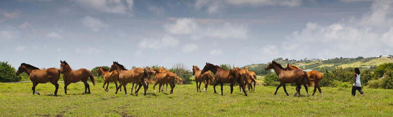 herd of horses on a pasture