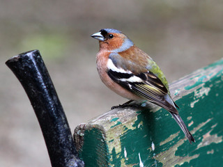 Male chaffinch