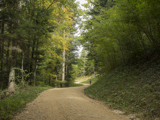 Fototapeta premium De Reigoldswil au volgelberg. Le sentier à l'ombre bordé de hauts pins et de hêtres.