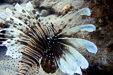 coral reef