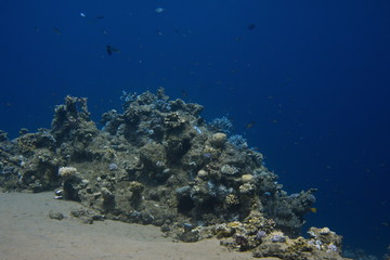turtle, sea, underwater, ocean, water, reptile, animal, diving, marine, reef, coral, scuba, hawksbill, blue, swimming, wildlife, sea turtle, tortoise, fish, aquatic, shell, green, green turtle, nature