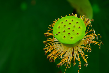 Lotus petals will fall out, leaving only a shower.