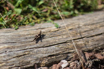 Tiny brown grasshopper on a wood log