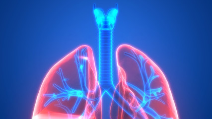 Fototapeta na wymiar Human Respiratory System lungs Anatomy