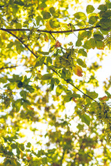 Green autumn leaves on a forest close up still