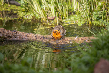 Robin Red Breast Morning Bath