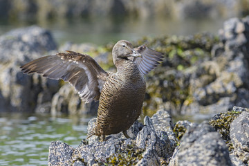 Common Eider - Somateria mollissima, beautiful sea duck from North Atlantic coasts, Shetlands, Scotland.