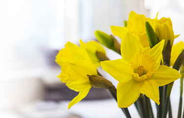 Daffodils in room setting
