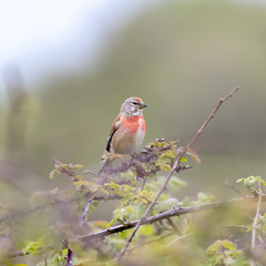 Male Linnet