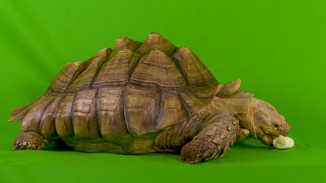 Wide shot of a Sulcata African Spurred Tortoise eating a banana on green screen