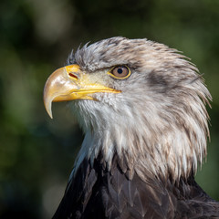 Bald eagle (Haliaeetus Leucocephalus)